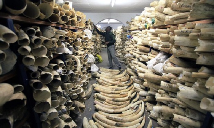 Legal ivory sale drove dramatic increase in elephant poaching, study shows
